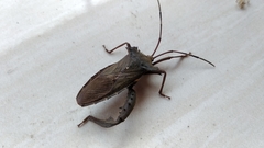 Prionolomia