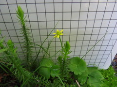 Ranunculus lapponicus