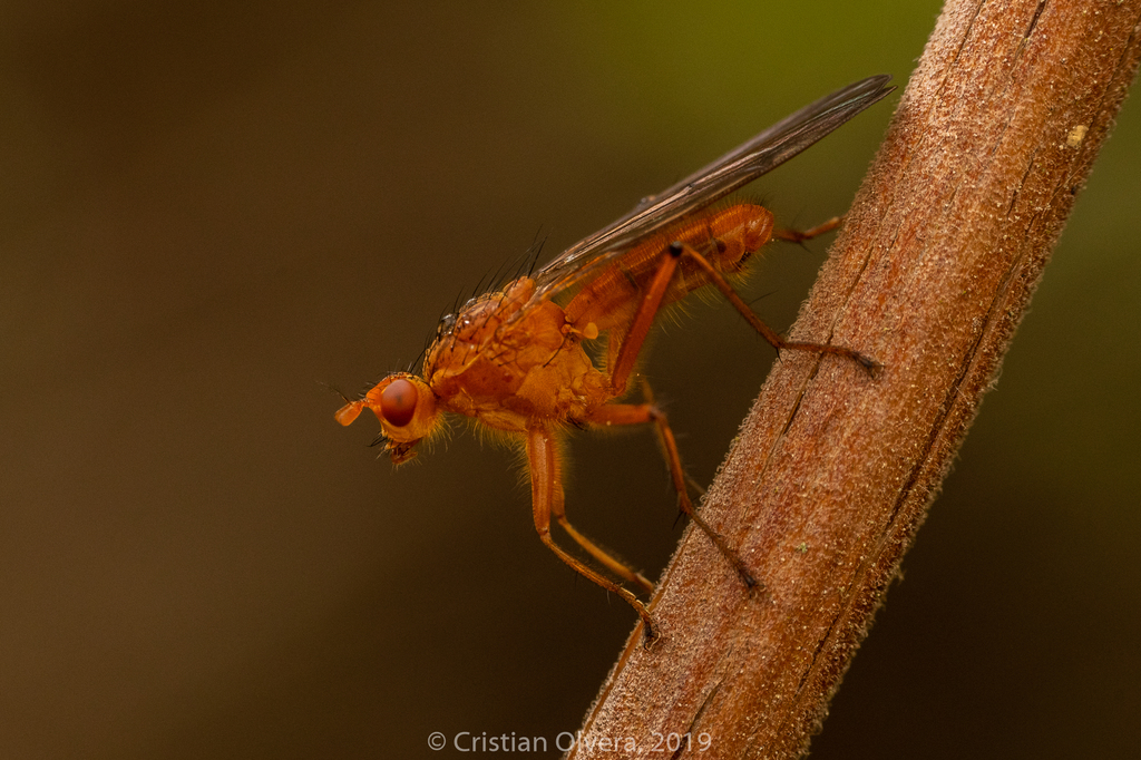 Scatomyza