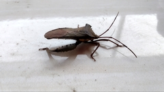 Prionolomia