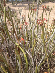 Euphorbia lomelii