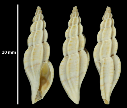 Representative image of Villiersiella