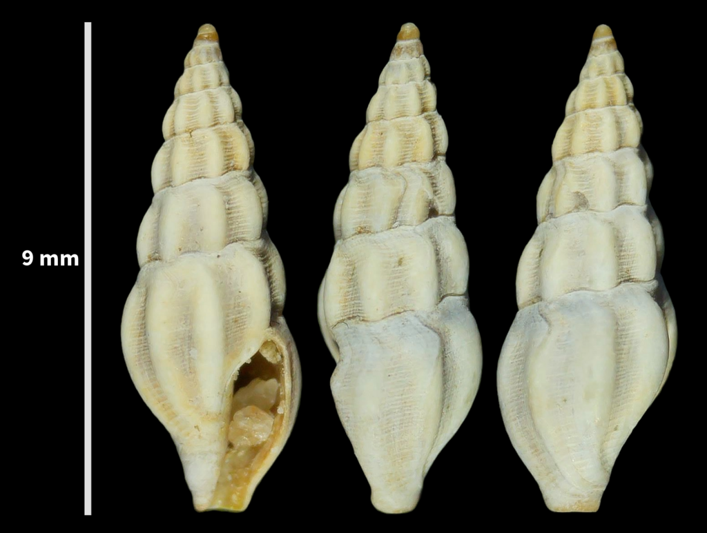 nebular needle conch