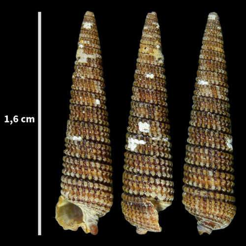 Brown Triphora