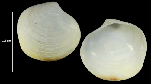 Undulated False Lucine
