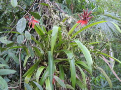 Aechmea tillandsioides