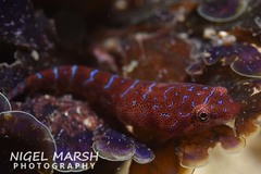 Cochleoceps orientalis