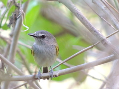 Poecilotriccus sylvia