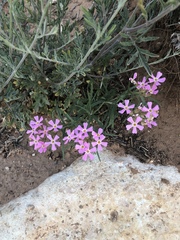 Phlox amabilis