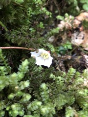 Shortia rotundifolia
