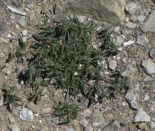 Image of Munroa squarrosa by (c) bmasinton, some rights reserved (CC BY-SA)