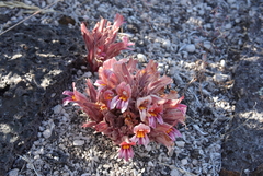 Aphyllon corymbosum
