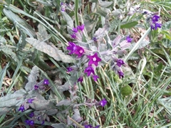 Anchusa undulata