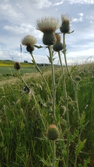 Cirsium brevifolium