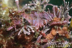 Idiotropiscis lumnitzeri