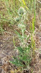 Cirsium brevifolium