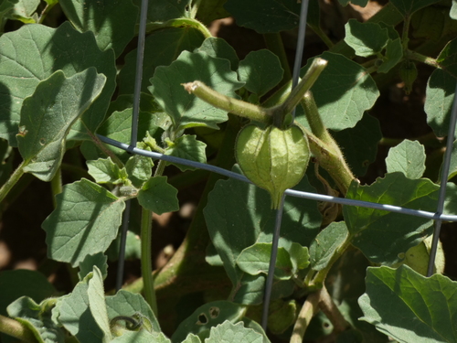 Image of Physalis neomexicana by (c) bmasinton, some rights reserved (CC BY-SA)
