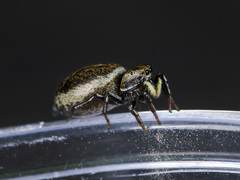 Heliophanus potanini