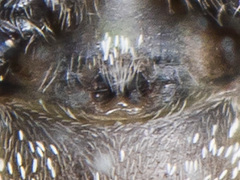 Heliophanus potanini