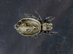 Heliophanus potanini