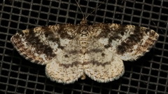 Eufidonia discospilata