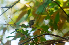 Oncostoma cinereigulare