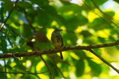 Oncostoma cinereigulare