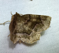 Metarranthis refractaria