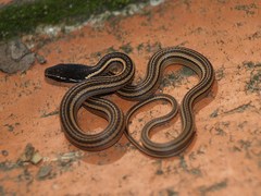 Nuevo Leon Graceful Brown Snake photo 3