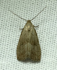 Hypenodes fractilinea