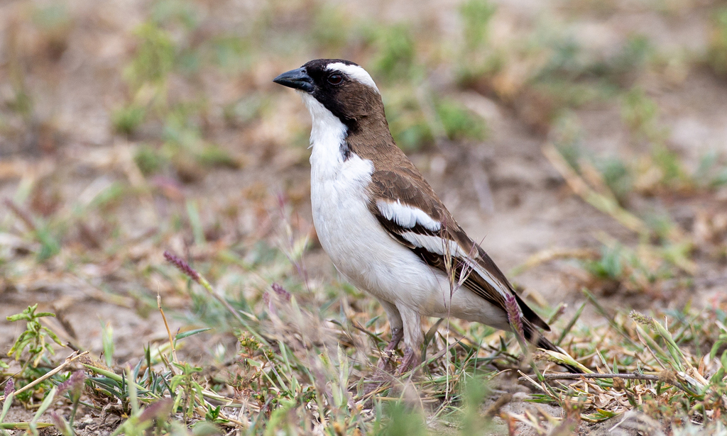 White-browed Sparrow-Weaver