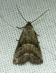 Hypenodes caducus