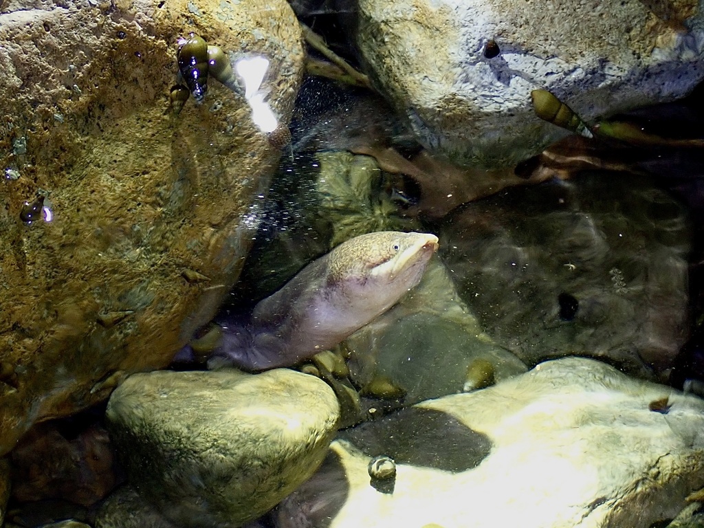 Fatlips swamp eel (Ophisternon aenigmaticum) — Synbranchidae