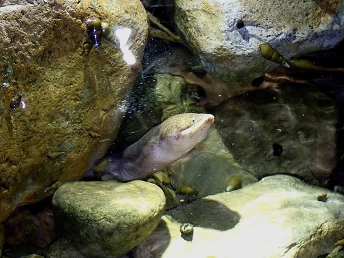 Fatlips swamp eel (Ophisternon aenigmaticum) — Synbranchidae