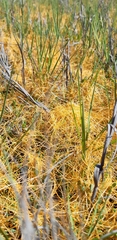 Cuscuta pacifica