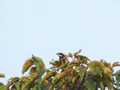 Spindalis zena benedicti