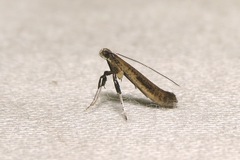 Caloptilia hypericella