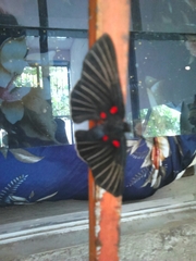Melanis cephise