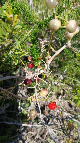 Asparagus aethiopicus