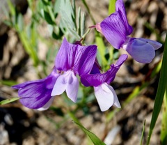 Lathyrus polymorphus