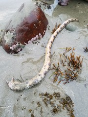 Ophichthus triserialis