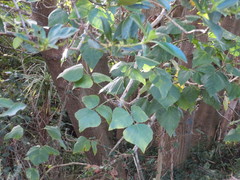 Erythrina ×sykesii