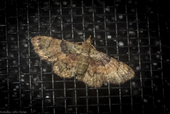 Gymnoscelis derogata