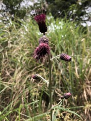 Cirsium suzukii