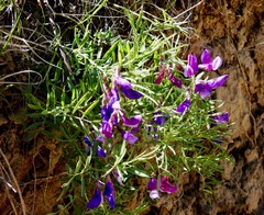 Lathyrus polymorphus