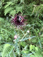 Cirsium suzukii