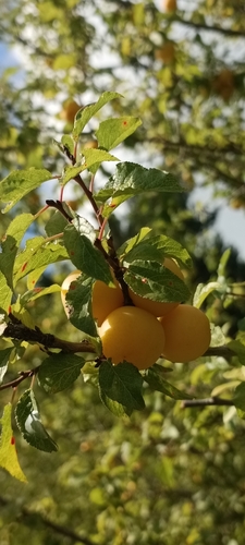 Italian plum (Prunus cocomilia)