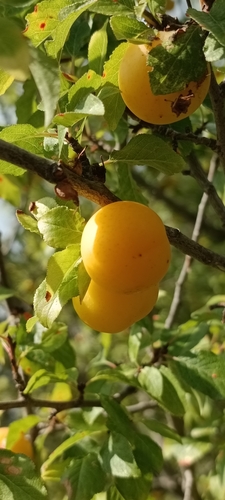Image of Prunus cocomilia by (c) Gianluca Congi🪶🦆🌲, some rights reserved (CC BY-SA)