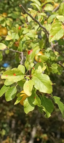 Image of Prunus cocomilia by (c) Gianluca Congi🪶🦆🌲, some rights reserved (CC BY-SA)