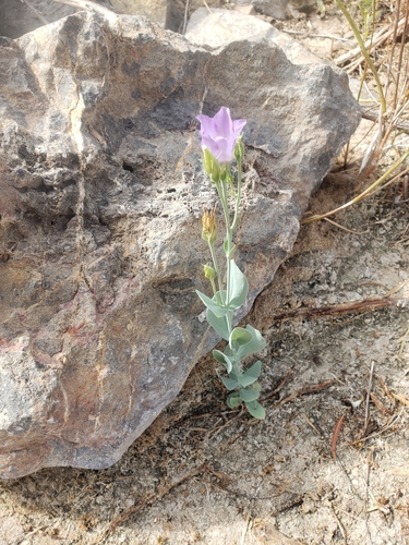 catchfly prairie gentian